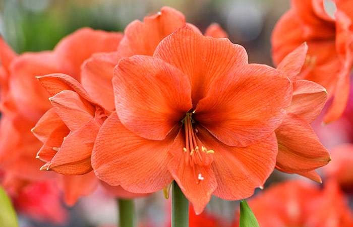 A field of orange amaryllis blooms in the field