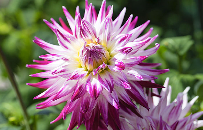 A white and magenta dahlia flower blooms vibrantly within a lush green garden.