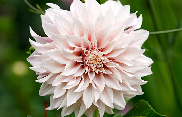 A light pink dahlia flower blooms vibrantly, displaying numerous layered petals, amidst lush green foliage.