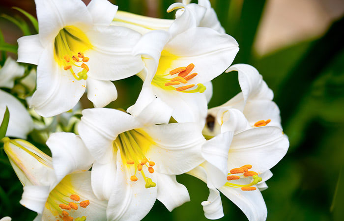 Several sharp, vibrant lilies with bold, yellow collections of pollen