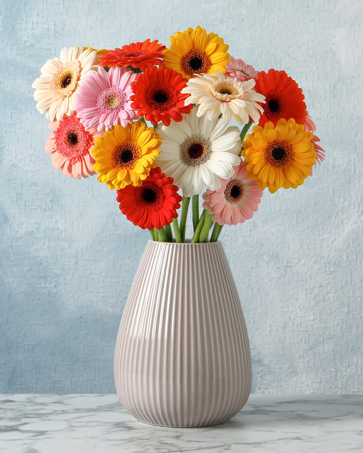 A mix of red, yellow, pink and white gerbera daisies inside a modern white vase