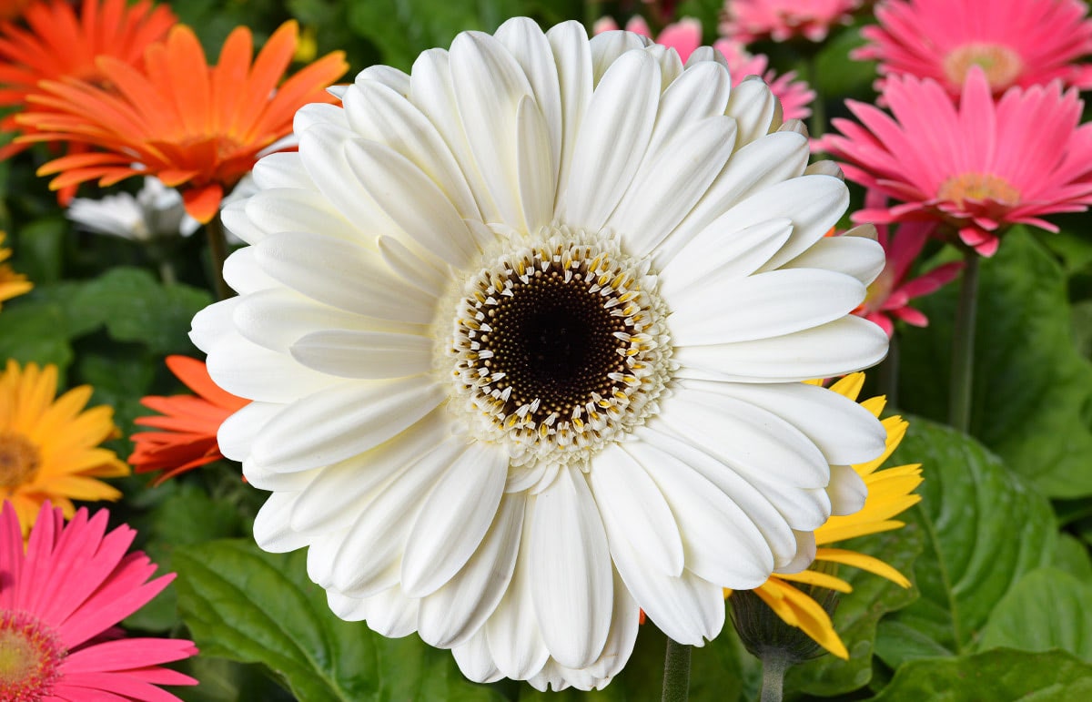 A white gerbera daisy blooms vibrantly among a garden of colorful orange, yellow, and pink daisies, with green leaves filling the background.