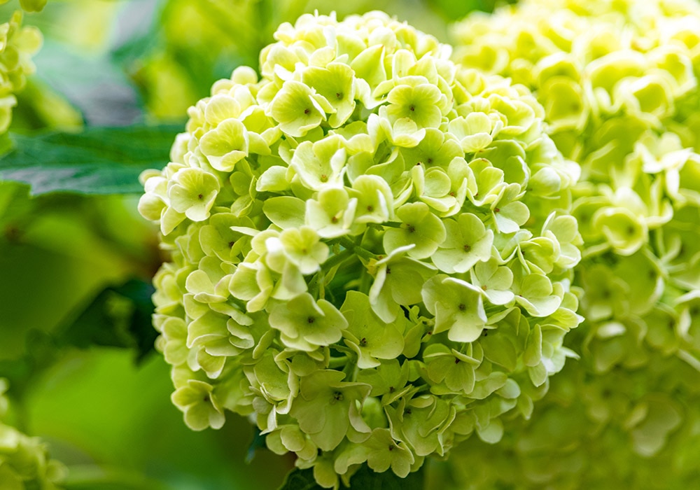 A cluster of light green hydrangea blooms in full blossom among vibrant green leaves in an outdoor garden setting.