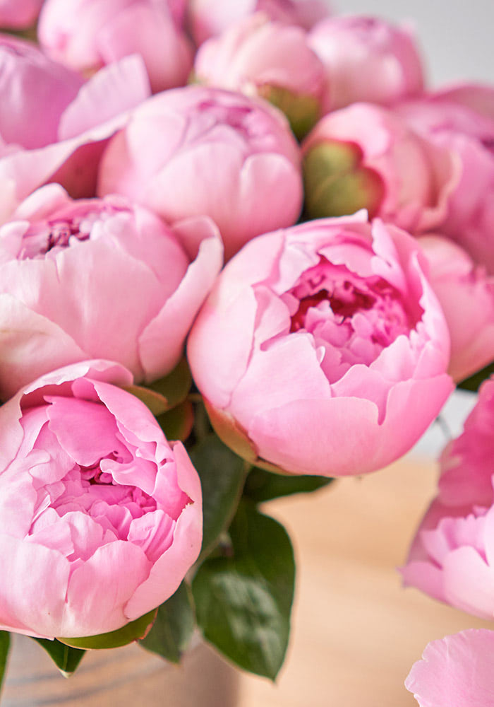 Pink peonies blooming, partially open, and surrounded by green leaves in a close-up perspective with a soft, blurred background.