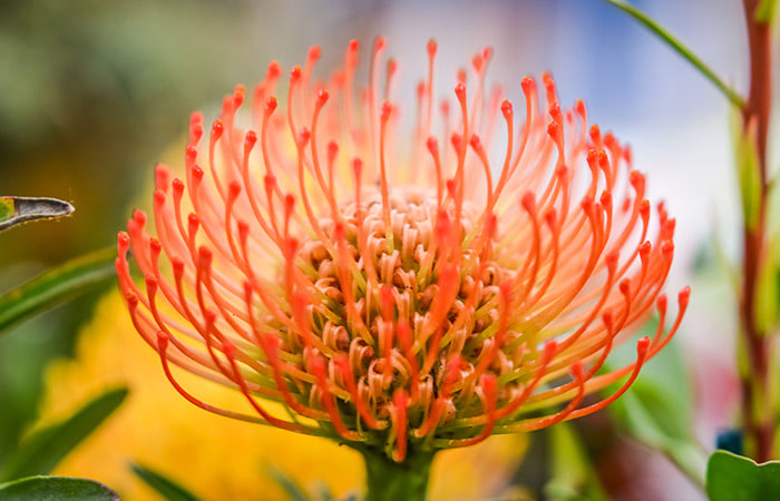 A bright orange pincushion protea reaches toward the heavens