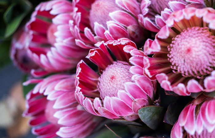 This protea variant, titled pink ice, features bright pink petals tipped in white