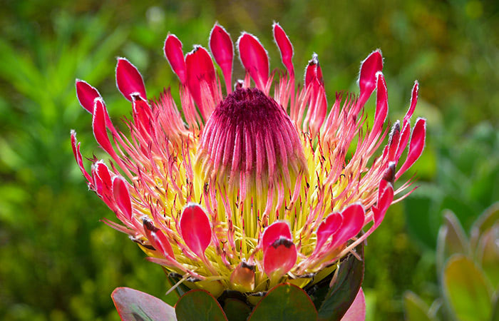 An opening queen protea, lush with reds, pinks and yellows