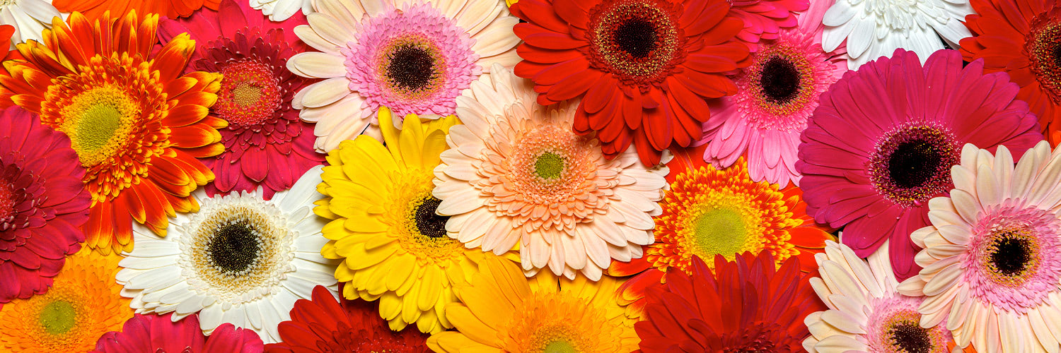 Vibrant varieties of colorful gerbera daisies, including red, pink, yellow, and orange, are densely arranged without visible stems, creating a vivid and cheerful floral tapestry.