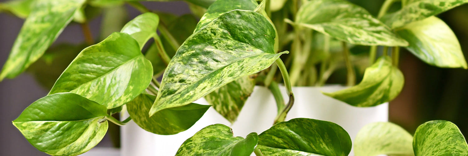 Green-leaved pothos with variegated patterns growing in white pots, situated indoors with a blurred background.