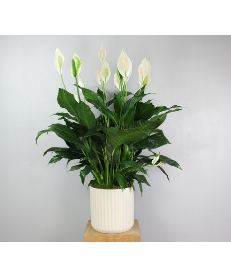 Blissful Peace Lily - Spathiphyllum in a Ceramic Pot