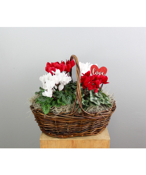 Love Struck Cyclamen Basket