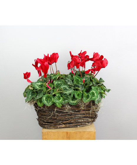 Cyclamen Blossom Duet - Double Cyclamen Basket