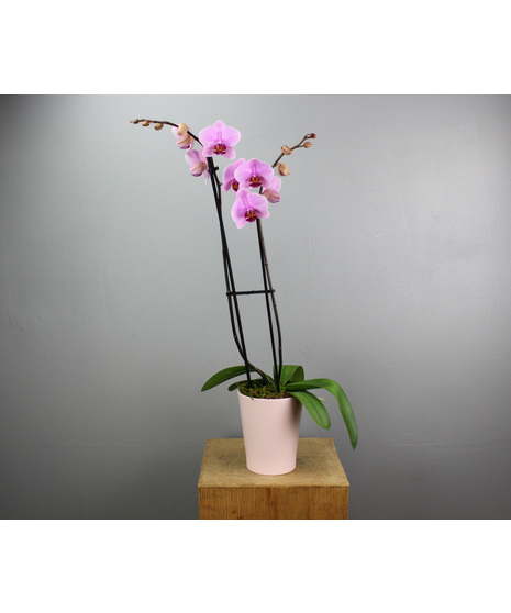 Valentine's Orchid Plant