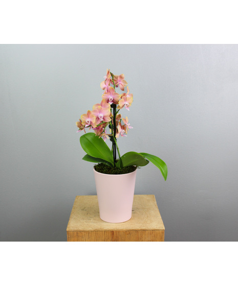 Valentine's Mini Orchid Plant