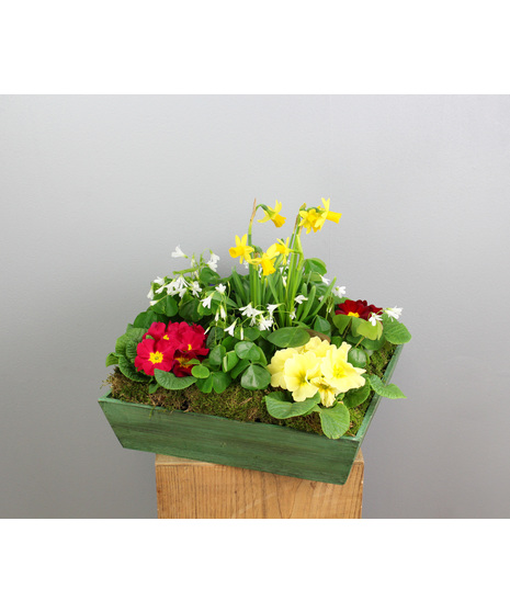 Irish Garden - Primrose, Oxalis, & Tete-a-Tete in a Wooden Planter