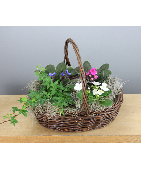 Violet Charm - Trio Basket Of African Violets