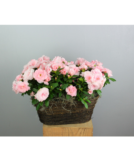 Azalea Haven - Double Indoor Azalea Basket