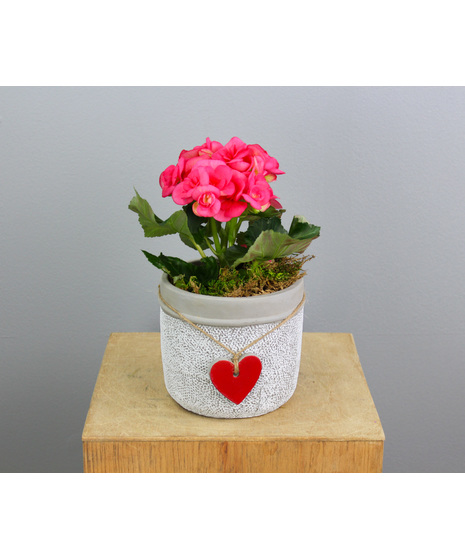 Rieger Begonia in Red Heart Ceramic Pot