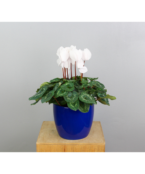 Winter Radiance - White Cyclamen in Dark Blue Ceramic Pot