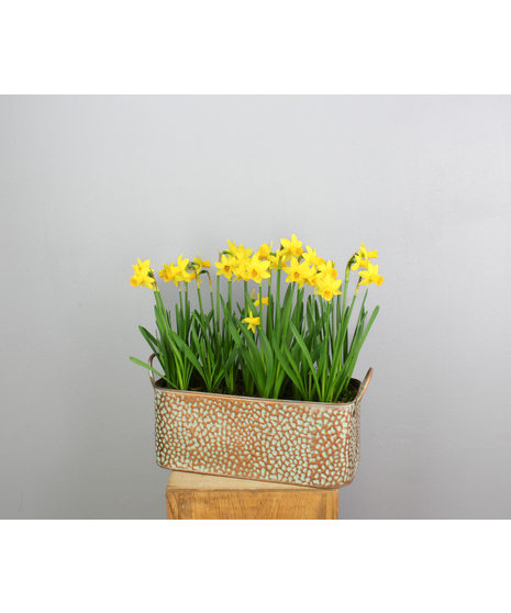 Dreaming In Daffodils - Tete-a-Tete in Copper Container