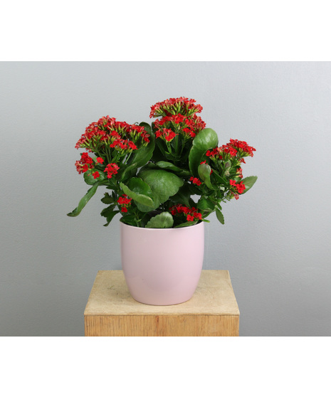 Hugs & Blooms Kalanchoe - 6