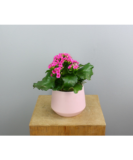 Rosy Glow Kalanchoe - in a Pink Ceramic Pot