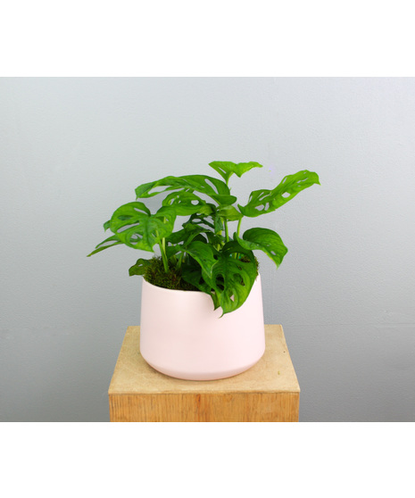 Swiss Monstera Kiss - in a Pink Ceramic Pot