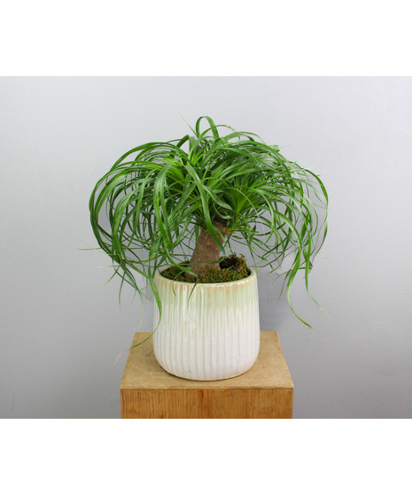 Mint to Be - Ponytail Palm in a Mint Ceramic Pot