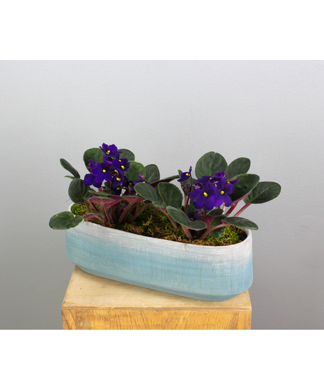 Velvet Violets - Two Violets in a Ceramic Pot