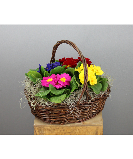 Primrose Perfection - Four Primroses in a basket