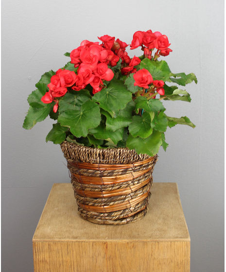 The 6-inch Rieger Begonia in a basket is a delightful and versatile gift suitable for any occasion. 