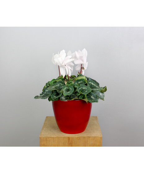 Brighten your winter days with the charming Winter Warmth Cyclamen, a 6-inch plant in a vibrant red ceramic pot.