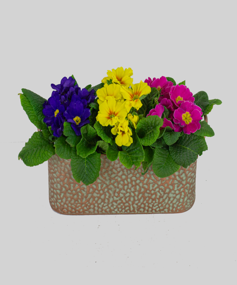 Primrose in Copper Container