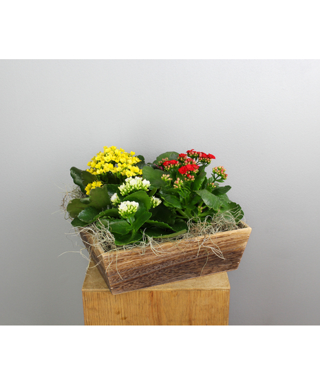 Kalanchoe Charm - 4 Kalanchoes in a Wooden Crate