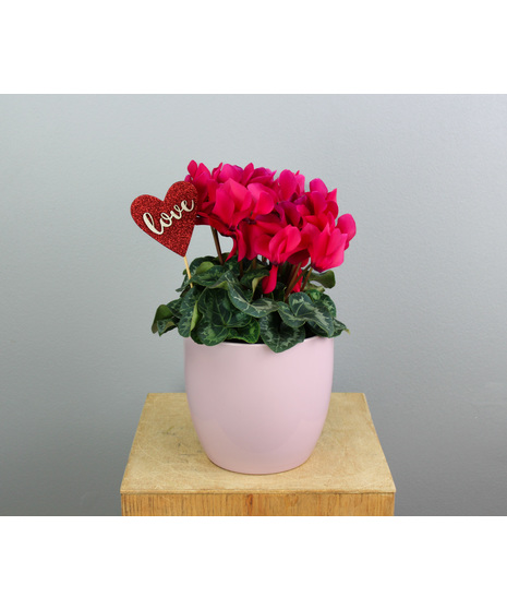 Cupid's Cyclamen Delight