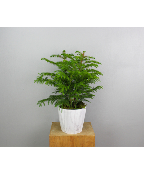 Bring the serene beauty of a winter forest into your home with Northern Glow, a charming Norfolk Pine nestled in a sleek marble pot.