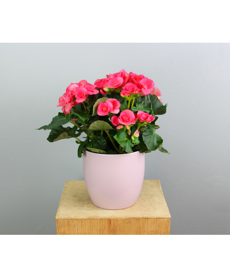 Brighten your Valentine’s Day with the enchanting beauty of Blushing Begonia.