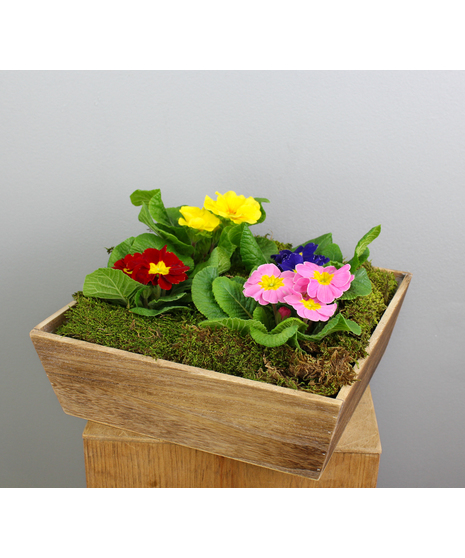 Garden Gems - 4 Primroses in a Wooden Container