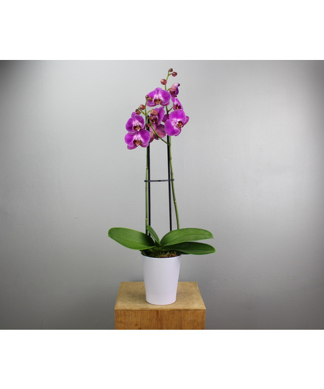 Valentine's Orchid Plant