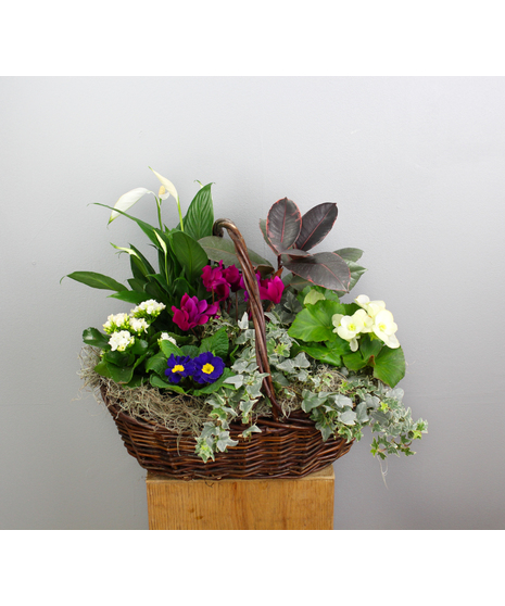 This stunning plant basket is a perfect tribute to Baltimore Ravens fans, combining the beauty of nature with team spirit.