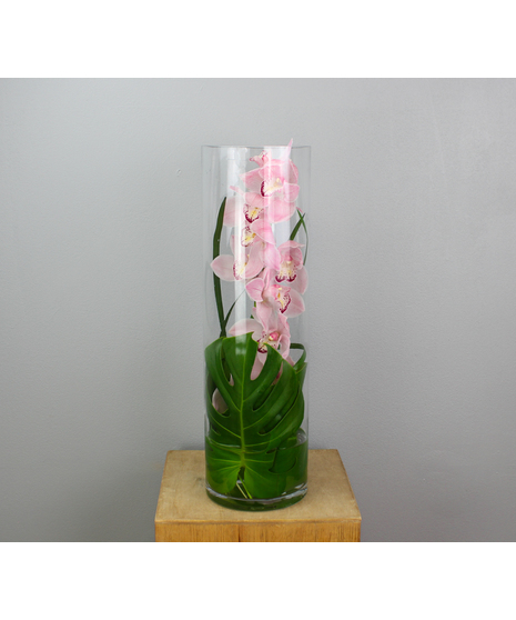 Stylish Sophistication epitomizes floral elegance with a slender, clear cylinder vase cradling a stunning stem of Cymbidium orchids.