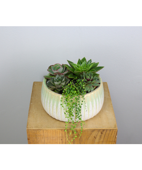 Succulent Garden in Mint Tray