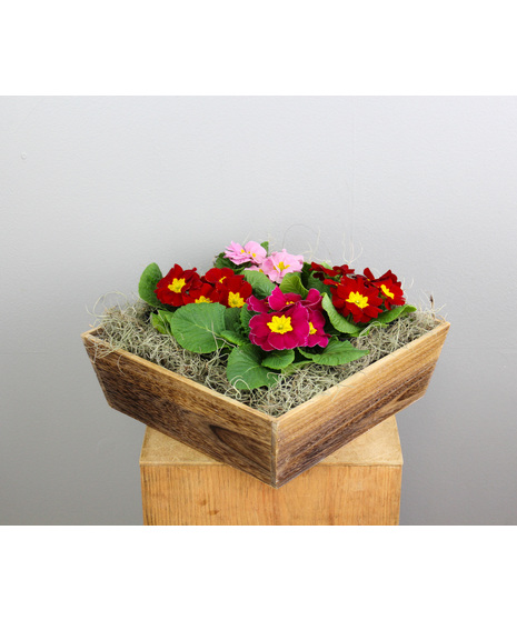 Primrose Passion - 4 Primroses in a Wooden Container