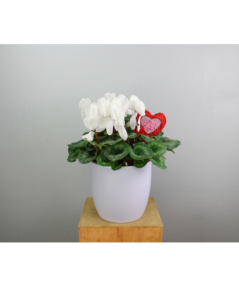 Celebrate love and charm this Valentine’s Day with Cupid’s Cyclamen Delight. 