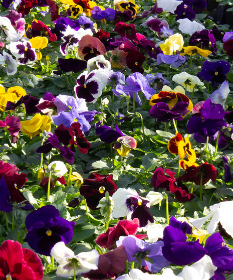 Assorted Pansies - Spring Bedding Plants - Radebaugh Florist & Greenhouses