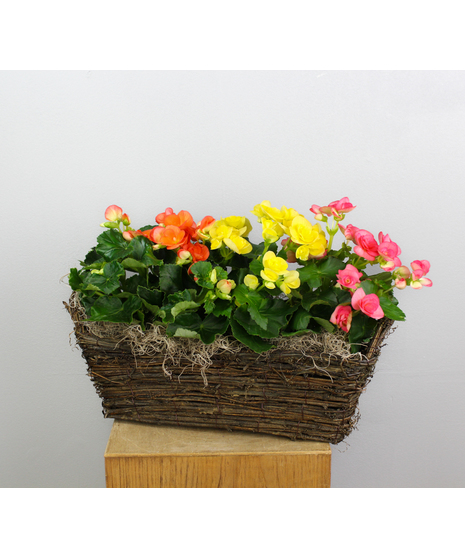 The Radiant Rieger Basket is a vibrant display of color and charm, featuring three 4.5-inch assorted Rieger begonias nestled together in a woven basket.