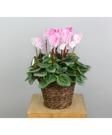 The Cyclamen Charm is a delightful and enchanting arrangement featuring a single 6-inch white cyclamen nestled in a charming woven basket.