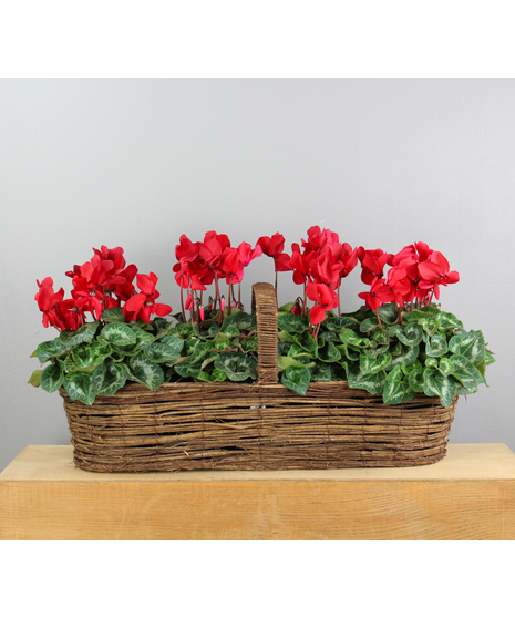 The Cyclamen Serenade is a delightful small canoe basket that captures the enchanting beauty of cyclamen in full bloom.