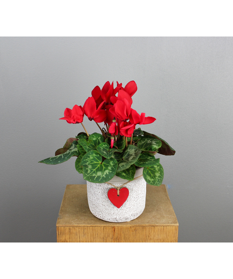 Cyclamen in Red Heart Ceramic Pot