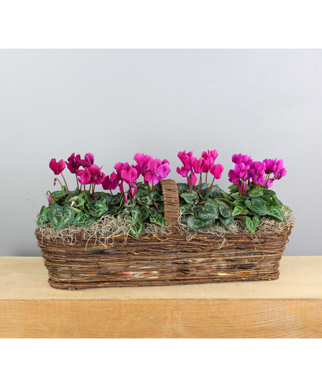 Cyclamen Serenade - Canoe Basket with Cyclamen